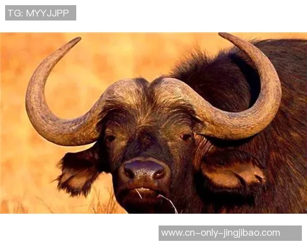 米兰是猎人仍是猎物？阿莱格里：不，我不喜欢打猎